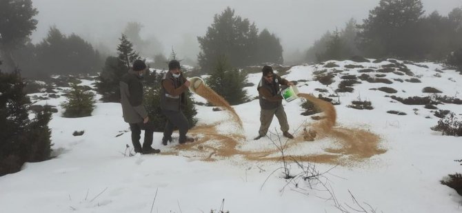 Yaban Hayat İçin 600 Kilogram Yem Bırakıldı