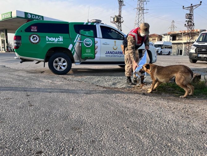 Jandarma Ekiplerinden Sokak Hayvanlarına Mama Ve Su Desteği