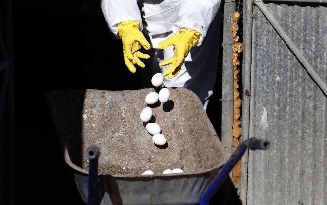 İ̇srail’de 18 Bin 700 Tavukta Daha Kuş Gribi Tespit Edildi