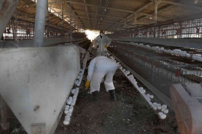 İ̇srail’de 18 Bin 700 Tavukta Daha Kuş Gribi Tespit Edildi