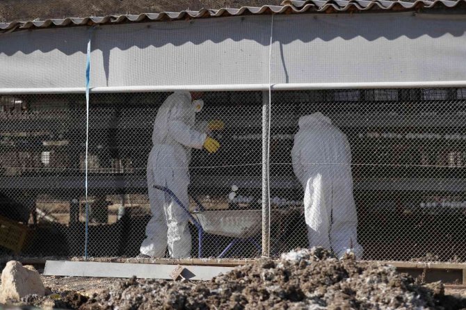 İ̇srail’de 18 Bin 700 Tavukta Daha Kuş Gribi Tespit Edildi