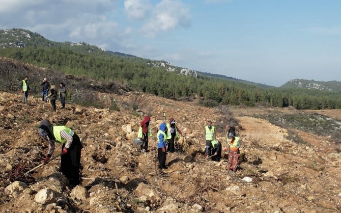 İ̇zmir’de Yanan Ormanlar Yeniden Yeşeriyor