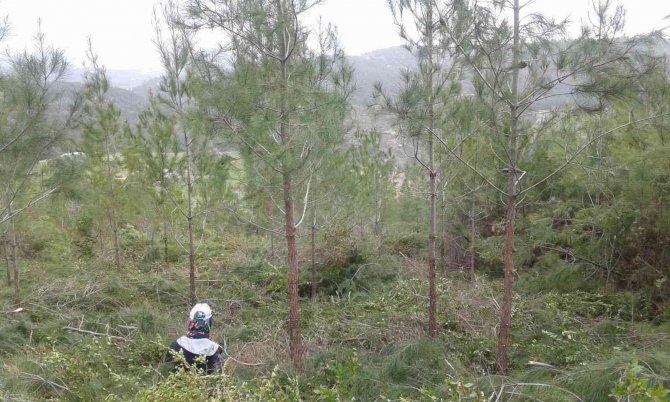 Mersin Orman Bölge Müdürlüğü, 42 Bin Hektar Gençleştirme Ve Bakım Yaptı