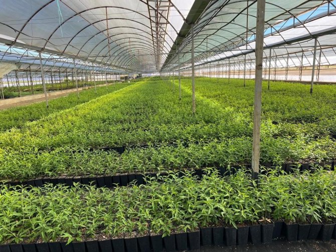 Manisa Ve Muğla’dan Azerbaycan’a Ceviz Ve Badem Fidanı İhracatı