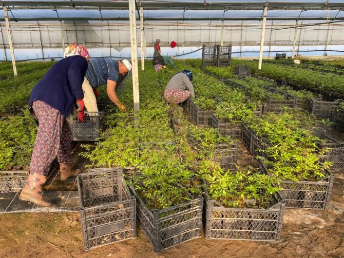 Manisa Ve Muğla’dan Azerbaycan’a Ceviz Ve Badem Fidanı İhracatı