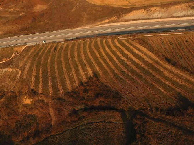 Defneyaprağı Toplamaya Destek