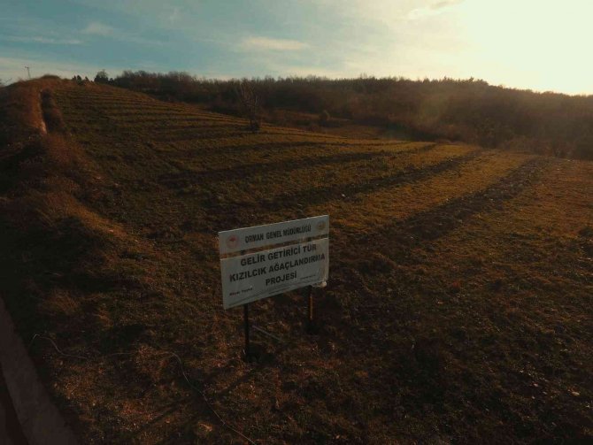 Defneyaprağı Toplamaya Destek