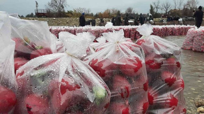 Yarım Metre Su İçinde Turp İşçisi Kadınların Ekmek Mücadelesi