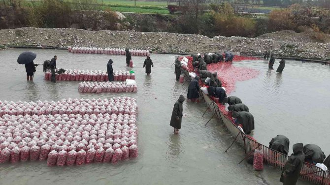 Yarım Metre Su İçinde Turp İşçisi Kadınların Ekmek Mücadelesi