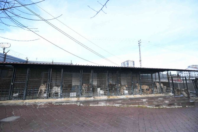 Pursaklar Hayvan Barınağı’nda İyileştirme Ve Kapasite Artırım Çalışmaları