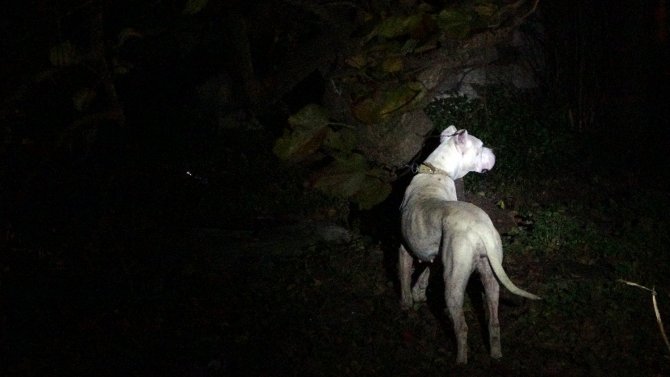 Yasaklı Cins Köpeği Bahçeye Bağlayıp Kaçtılar