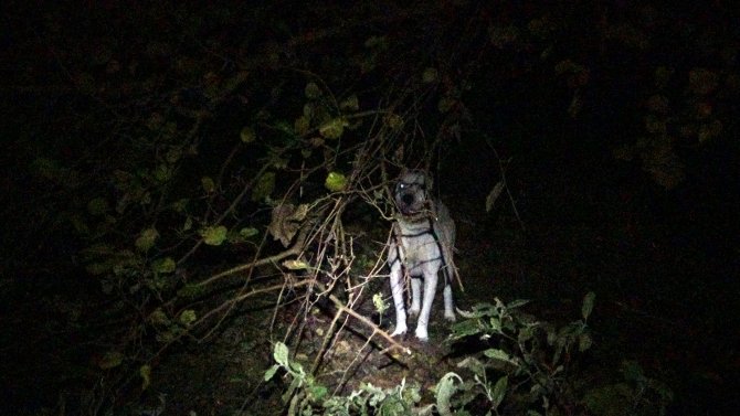 Yasaklı Cins Köpeği Bahçeye Bağlayıp Kaçtılar