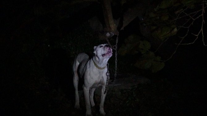 Yasaklı Cins Köpeği Bahçeye Bağlayıp Kaçtılar