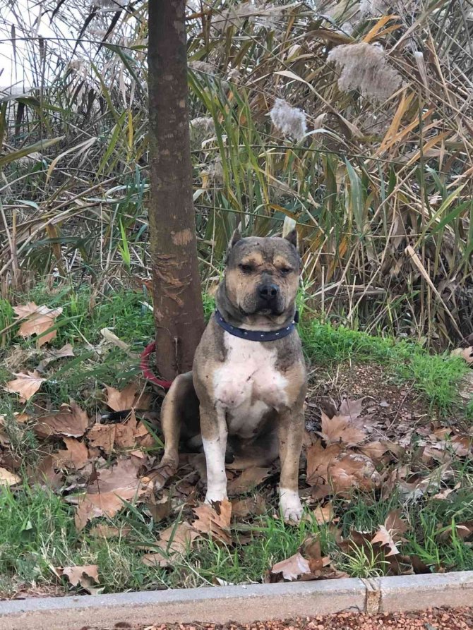 Adana’da 2021’de Sokağa Bırakılan 70 Yasaklı Köpek Toplandı