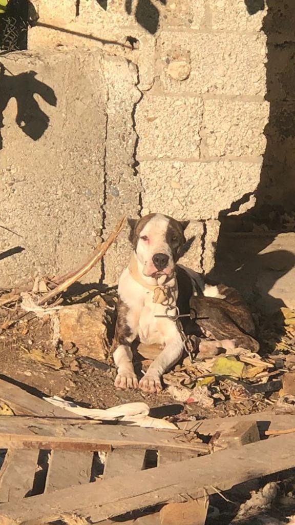 Adana’da 2021’de Sokağa Bırakılan 70 Yasaklı Köpek Toplandı