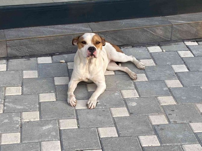 Adana’da 2021’de Sokağa Bırakılan 70 Yasaklı Köpek Toplandı