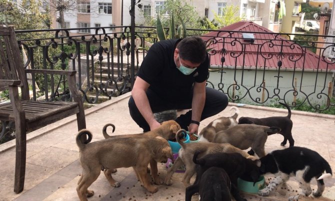 Altınordu’da Sokak Hayvanlarına 139 Ton Mama Dağıtıldı