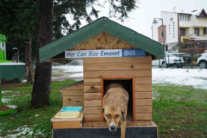 Altınordu’da Sokak Hayvanlarına 139 Ton Mama Dağıtıldı