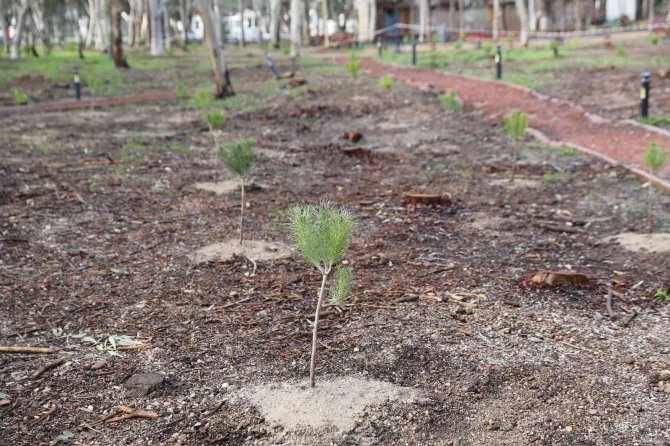 Beach Park’ta Fırtınanın Devirdiği Ağaçların Yerine Yenileri Dikildi