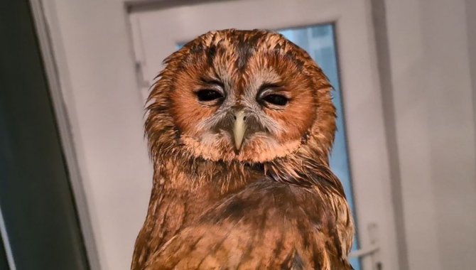 Evine Giren Baykuşu Önce Sevdi Sonra Doğaya Bıraktı
