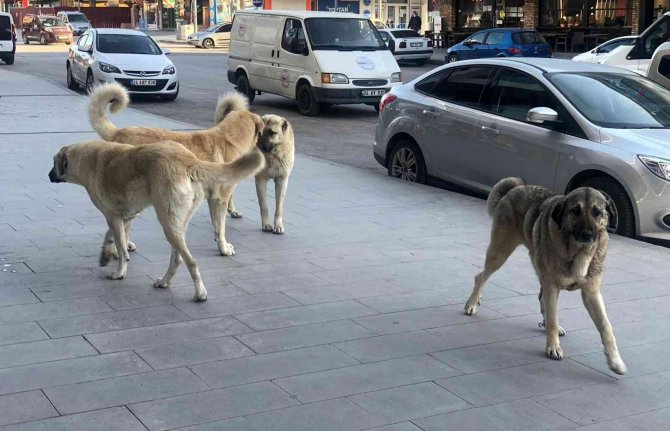 Erzincan’da Vatandaşlar Tehlike Saçan Sokak Köpeklerine Yönelik Tedbir Alınmasını İstiyor