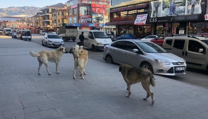 Erzincan’da Vatandaşlar Tehlike Saçan Sokak Köpeklerine Yönelik Tedbir Alınmasını İstiyor