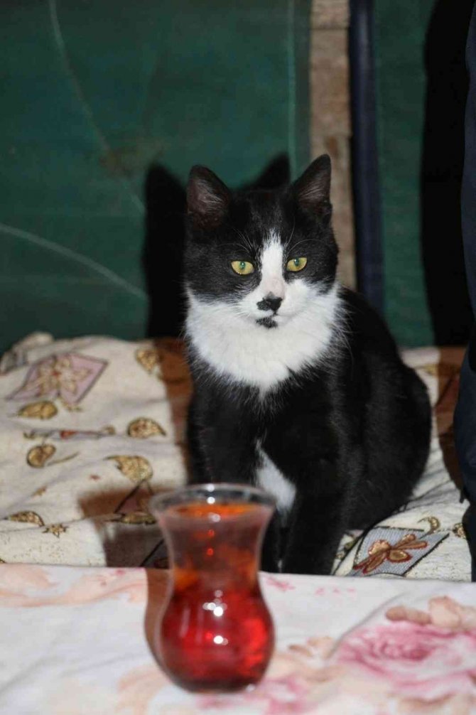 Göz Bebeği Yeşil Kedi Dikkat Çekiyor