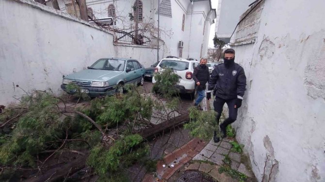 Fırtınanın Uçurduğu Ağaçlar Araçların Üzerine Devrildi