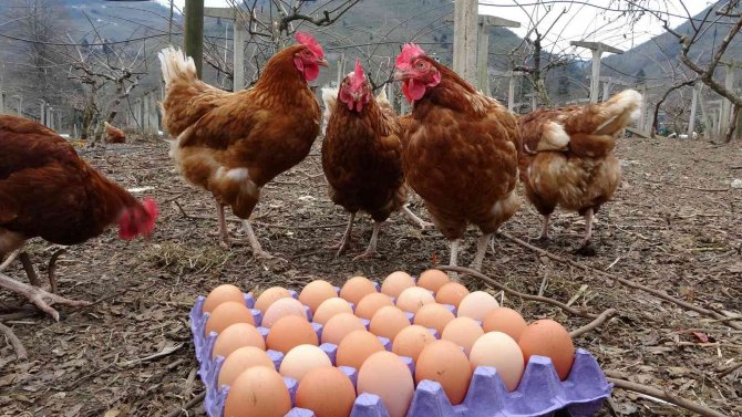 Fiyat Farkı Daraldı, Köy Yumurtasına Talep Arttı