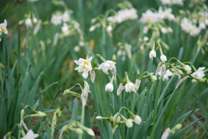 İ̇zmir’i Nergis Kokusu Sardı