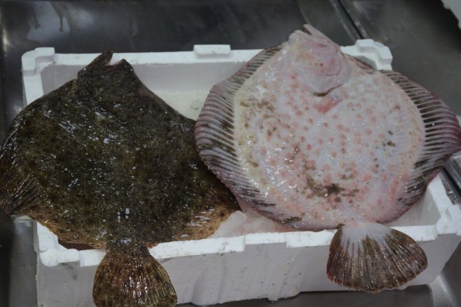 Sinop’ta Kalkan Balığının Kilosu 300 Tl’den Satılıyor