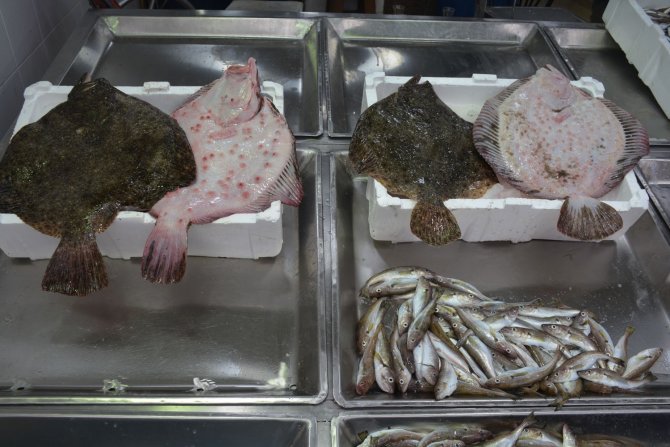 Sinop’ta Kalkan Balığının Kilosu 300 Tl’den Satılıyor