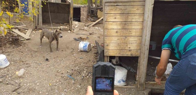 Tehlikeli Irk Köpek Besleyen 6 Kişiye 240 Bin Tl Ceza