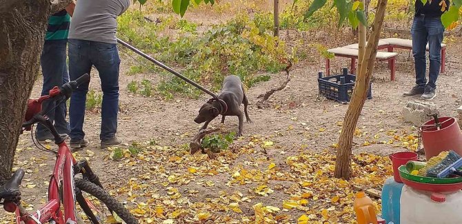 Tehlikeli Irk Köpek Besleyen 6 Kişiye 240 Bin Tl Ceza
