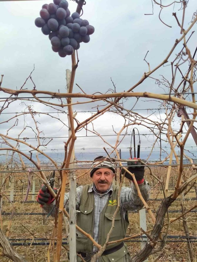 Üzüm Bağlarında Budama Çalışmaları Devam Ediyor