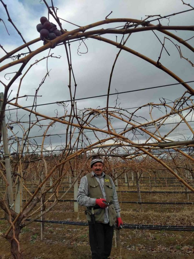 Üzüm Bağlarında Budama Çalışmaları Devam Ediyor
