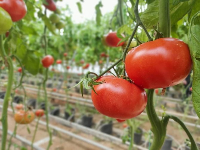 Tarıma Dayalı İ̇htisas Osb, Kütahya’nın Vizyon Projesi Olacak