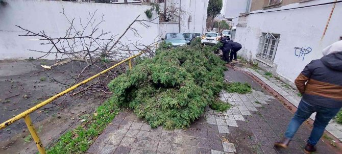 Fırtınanın Uçurduğu Ağaçlar Araçların Üzerine Devrildi