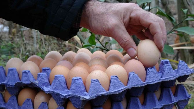 Fiyat Farkı Daraldı, Köy Yumurtasına Talep Arttı