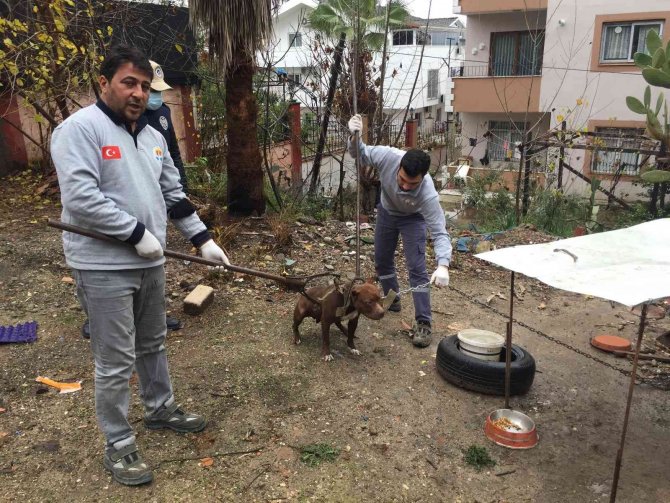Adana’da Sokağa Atılan Pitbull Barınağa Götürüldü