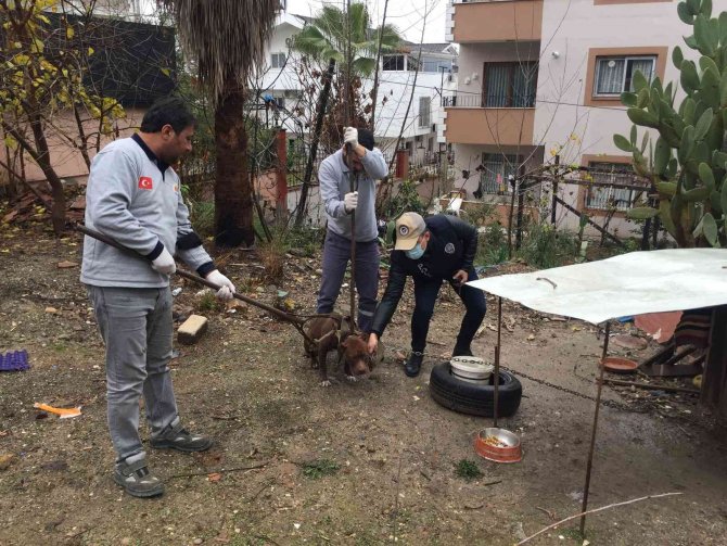Adana’da Sokağa Atılan Pitbull Barınağa Götürüldü