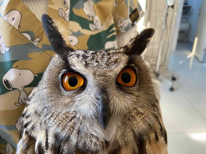 Ne Yazık Ki Uçamayabilir