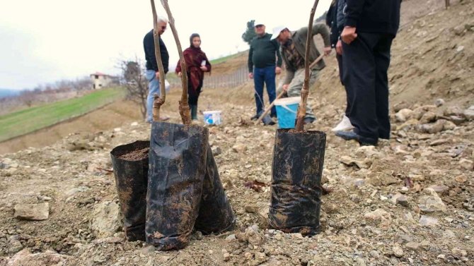 Gündoğmuş’a Ceviz Fidanı Ve Hamur Makinesi Yardımı