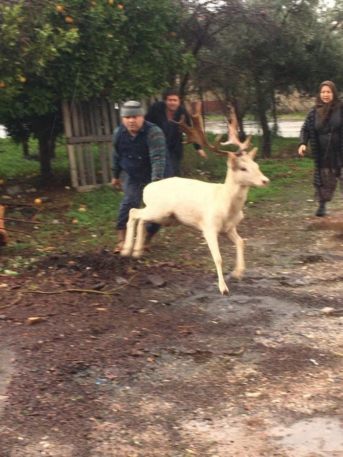 Çiftlikten Kaçıp Sokağa İnen Geyikler Vatandaşları Şaşırttı