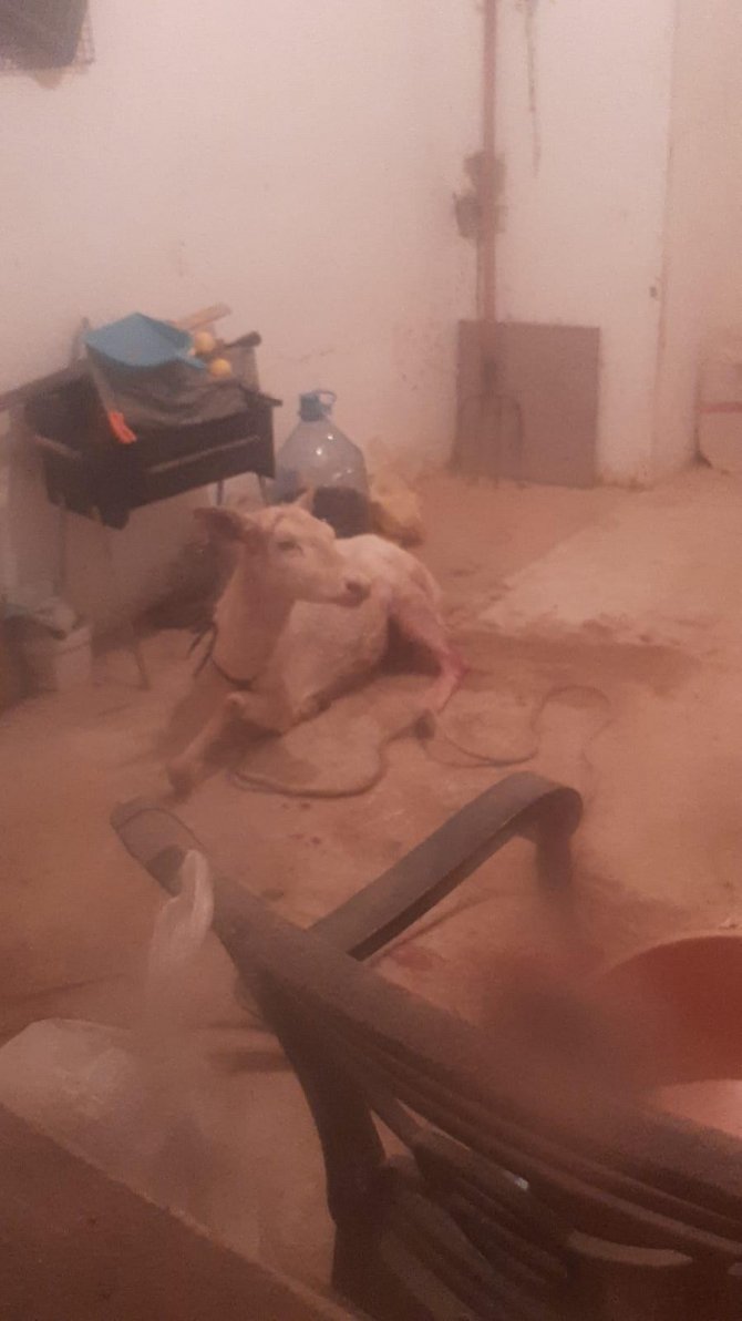 Çiftlikten Kaçıp Sokağa İnen Geyikler Vatandaşları Şaşırttı