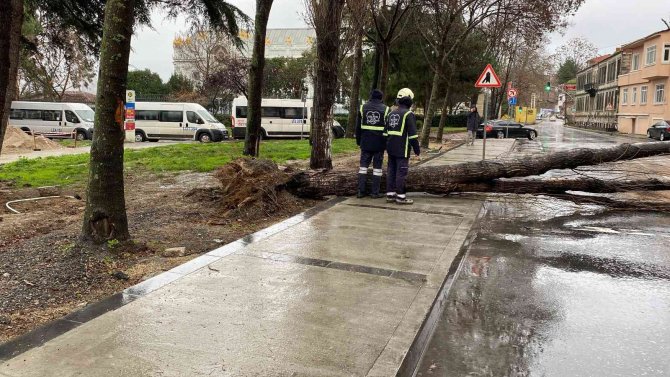Balat’ta Şiddetli Rüzgar Nedeniyle Ağaç Yola Devrildi
