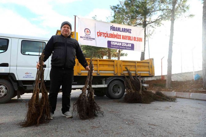 Denizli’de 5 Yılda 380 Bin Ceviz Fidanı Toprakla Buluştu