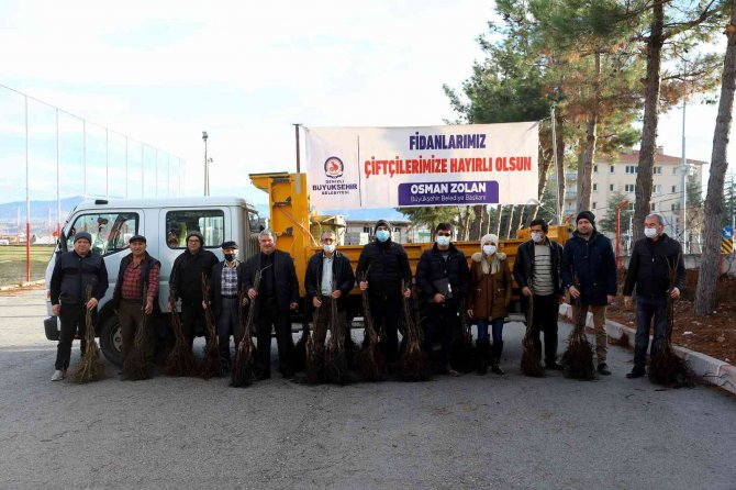 Denizli’de 5 Yılda 380 Bin Ceviz Fidanı Toprakla Buluştu