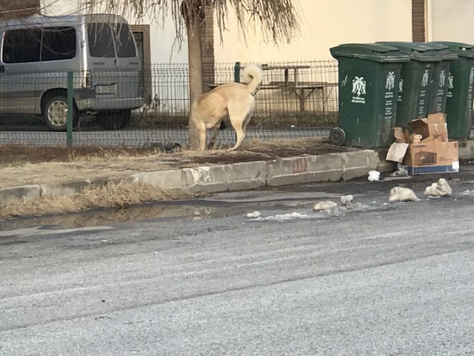 Erzincan’da Köpek Saldırısından Son Anda Kaçan Çocuğun Korku Dolu Anları Güvenlik Kamerasına Yansıdı
