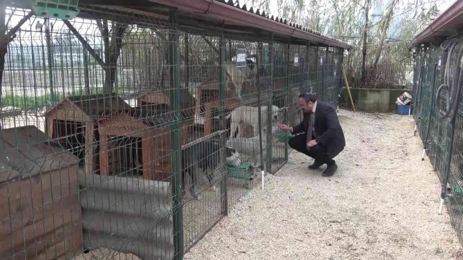 Hatay’da Yasaklı Irk Köpekler İçin Ücretsiz Kısırlaştırma Yapılıyor